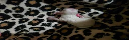 Maltese dogs for sale: Maltese 1 - Ad 6