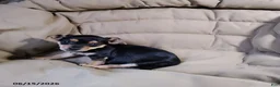 Mixed Breed dogs for sale: Blacky - Ad 2