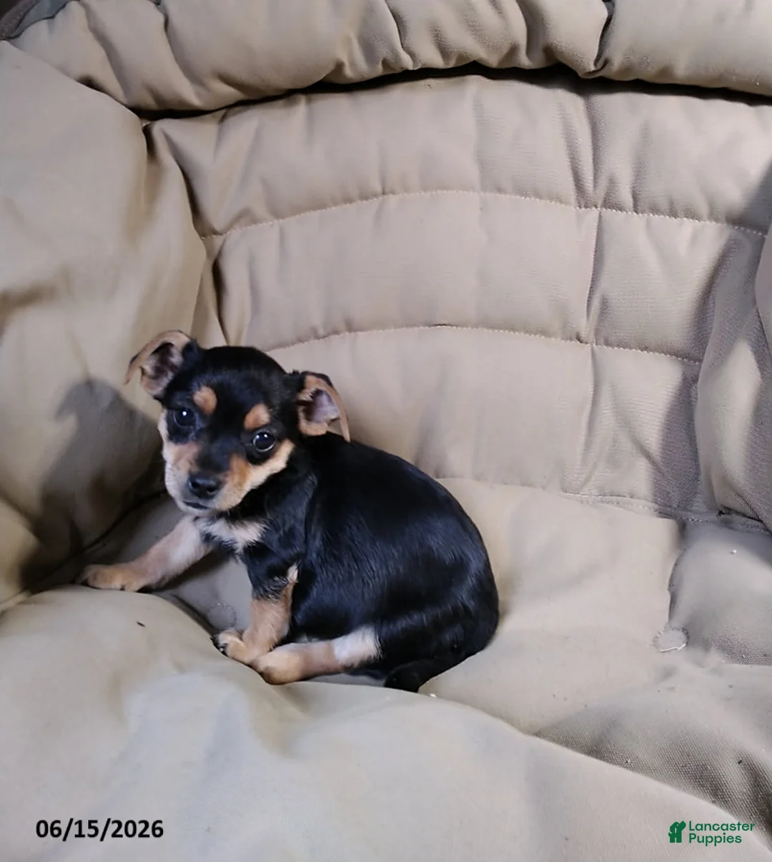 Mixed Breed dogs for sale: Blacky - Ad 2