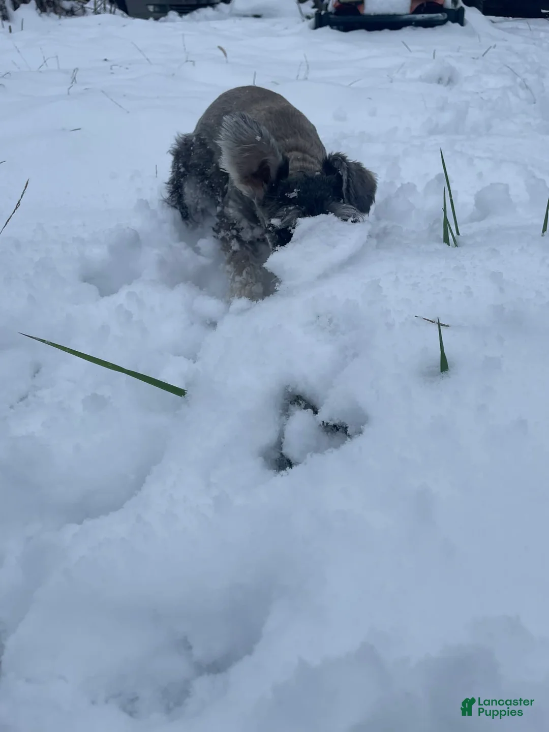 Miniature Schnauzer dogs for sale: Miniature Schnauzer Puppy 1 - Ad 4