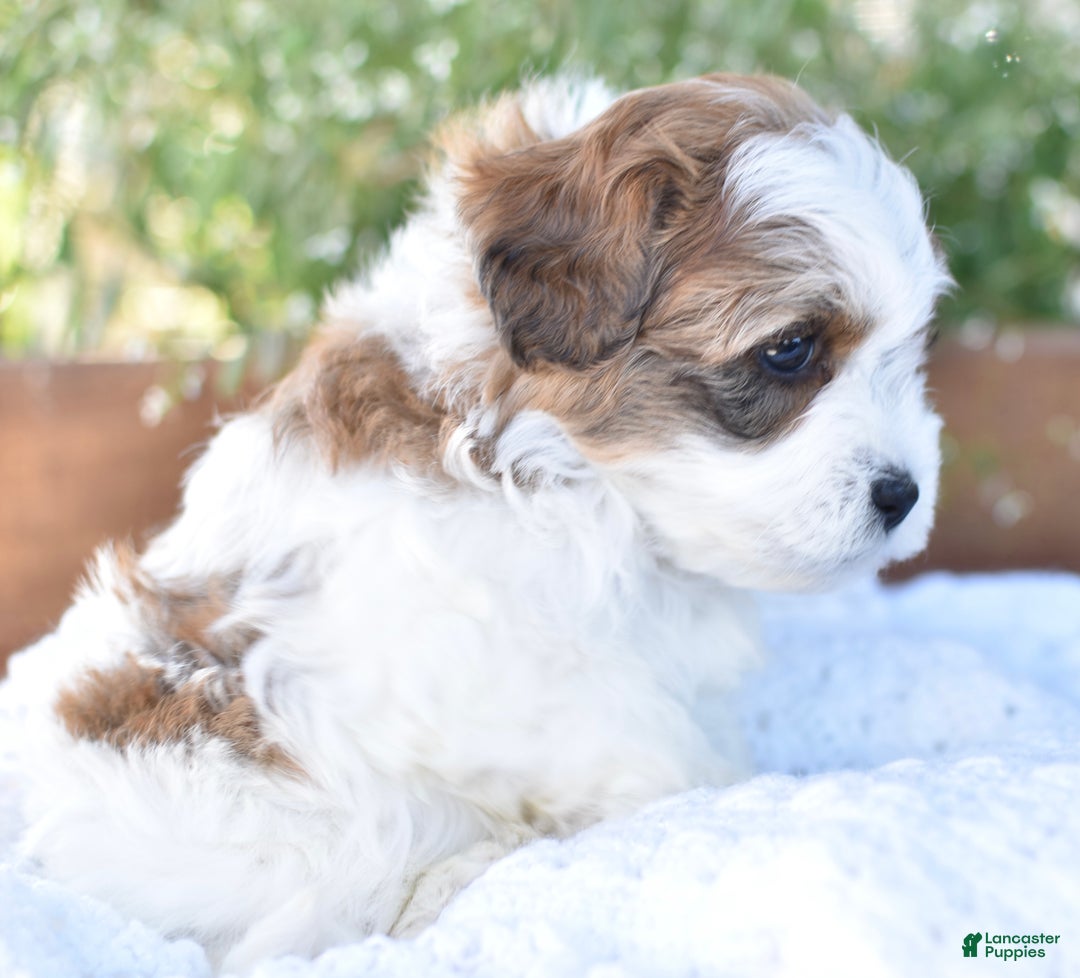 Mixed Breed dogs for sale: Diamond - Ad 6