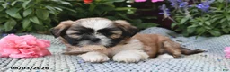 Shih Tzu dogs for sale: Captain - Ad 5