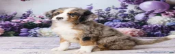 Bernedoodle dogs for sale: Lexy - Ad 5