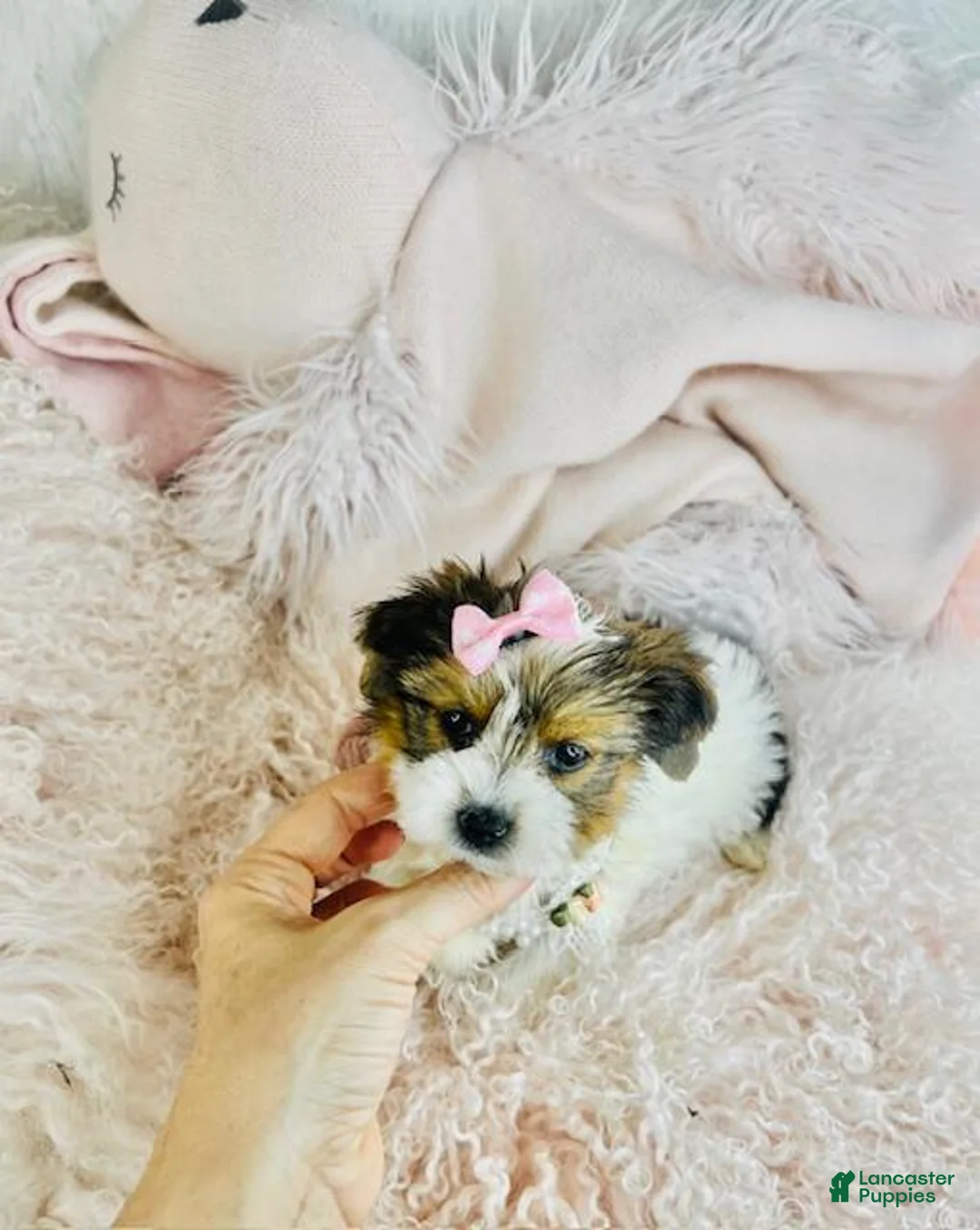 Yorkshire Terrier dogs for sale: Yorkshire Terrier Puppy 1 - Ad 2