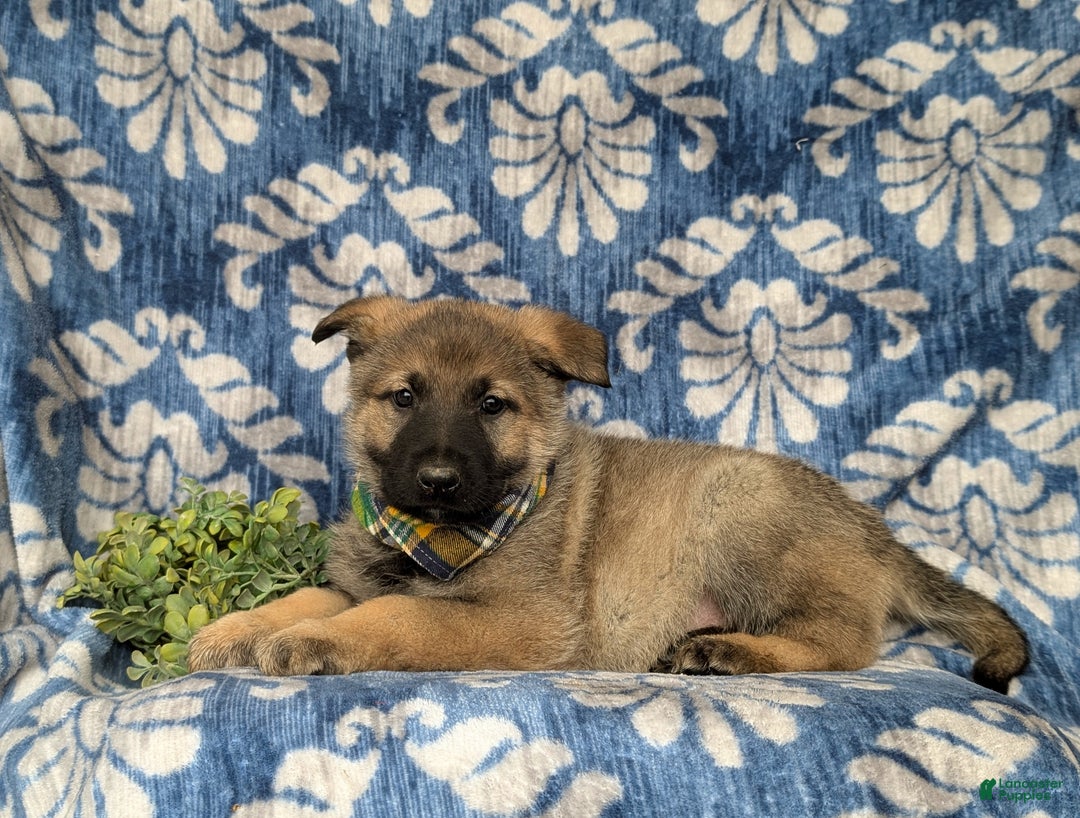 Mixed Breed dogs for sale: Codie - Ad 4