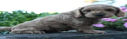 Cockapoo dogs for sale: Louie - Ad 5