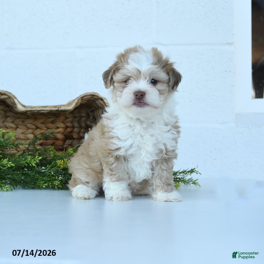 Havanese dogs Harley - Ad 1