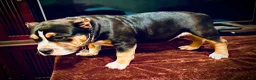 American Bully dogs for sale: American Bully Puppy 1 - Ad 34