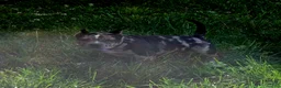 American Bully dogs for sale: Luna - Ad 3