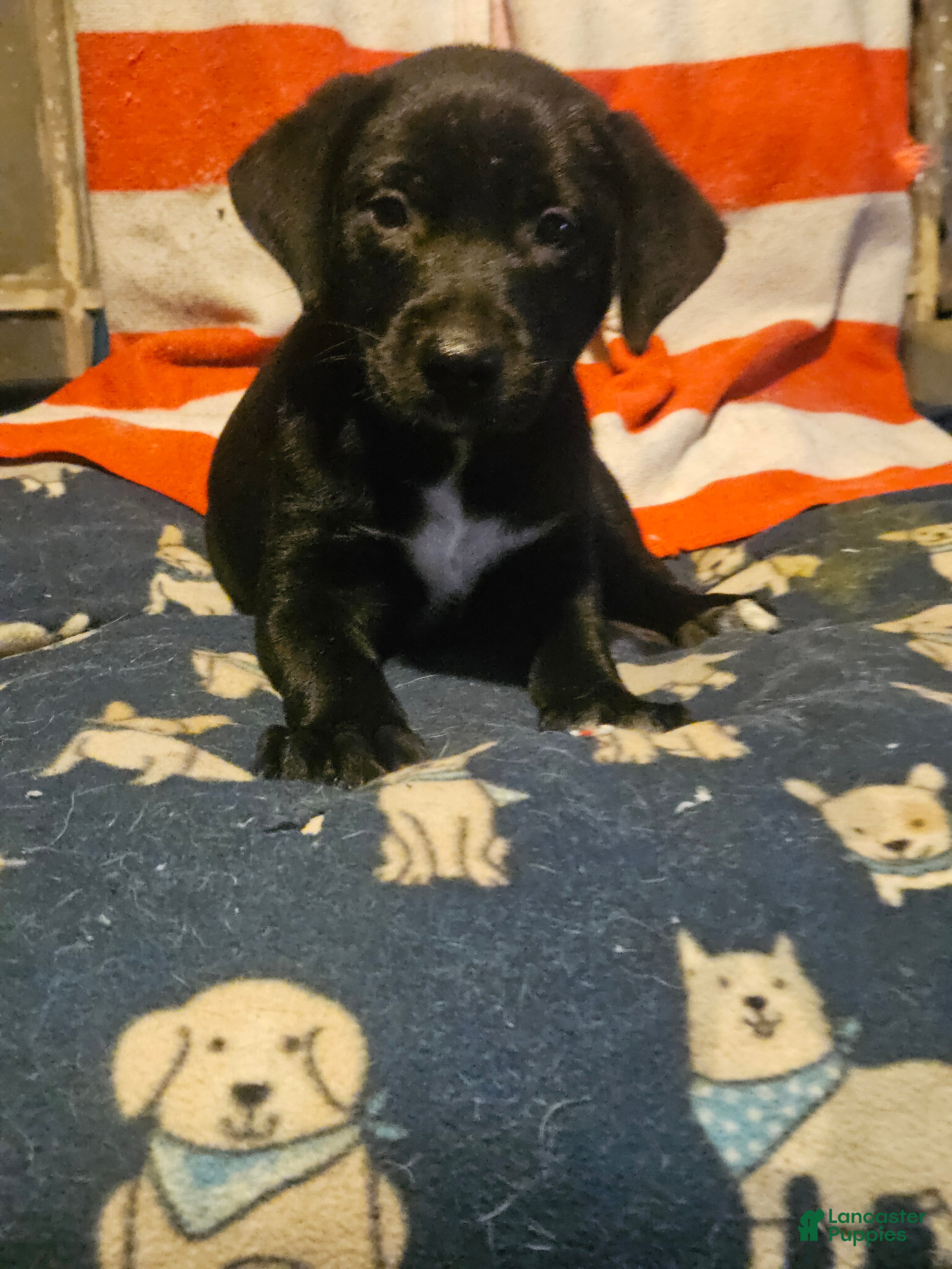 Border Collie dogs Charley (Blueish Eyes) - Ad 2