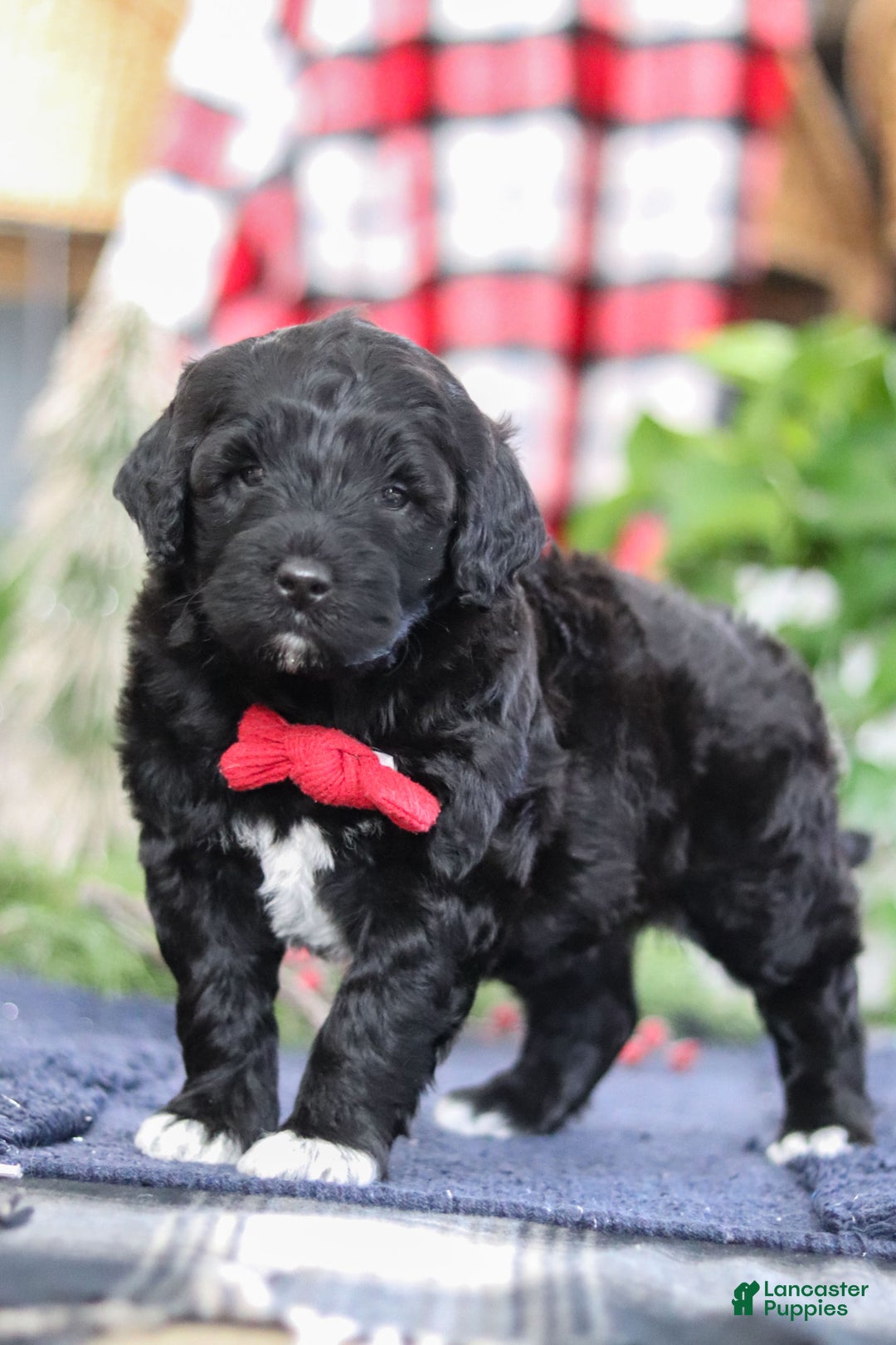Portuguese Water Dog dogs for sale: Tristan - Ad 2