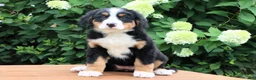 Bernese Mountain Dog dogs for sale: Ronda - Ad 3