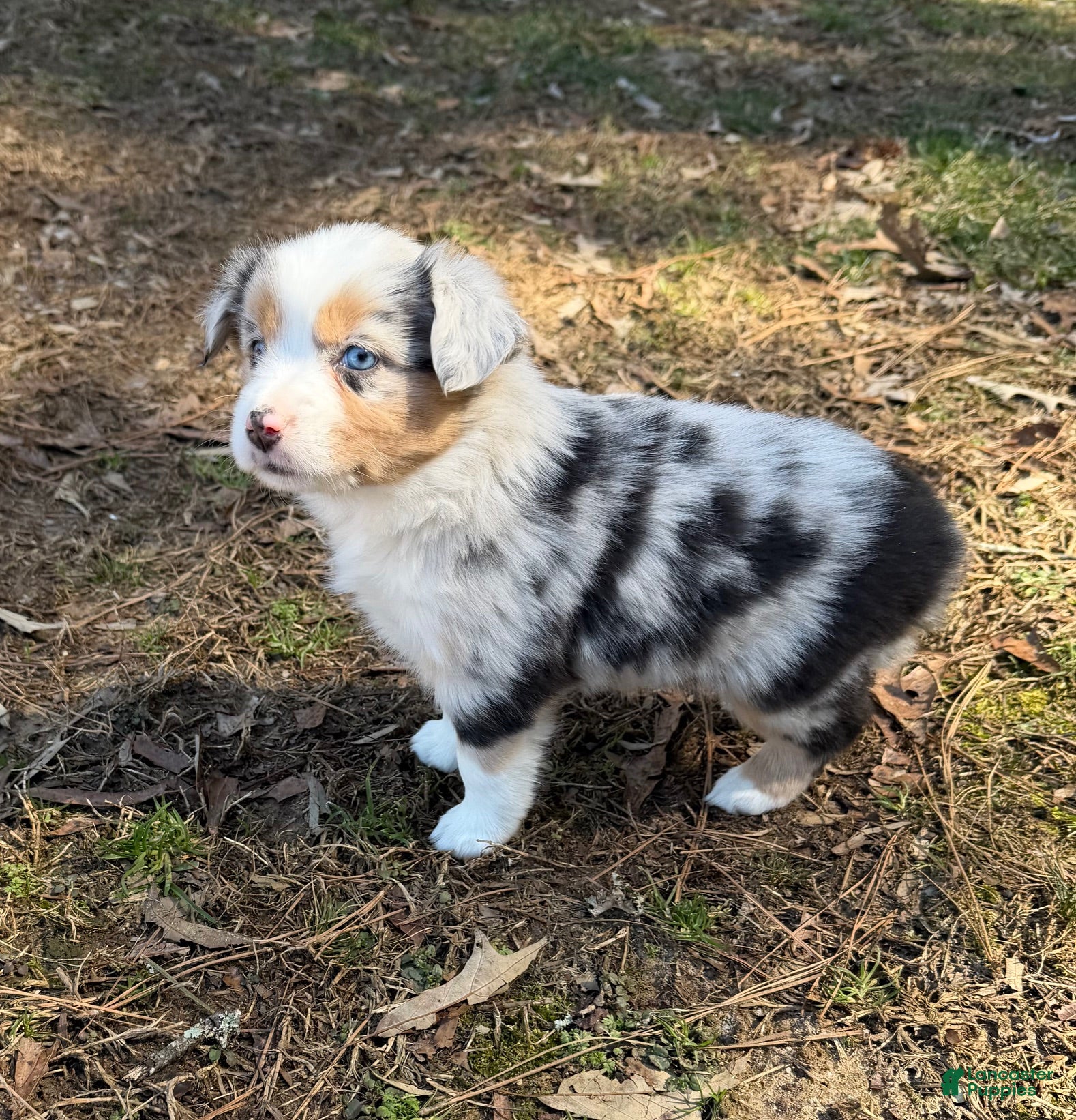 Australian Shepherd dogs Cupcake - Ad 1