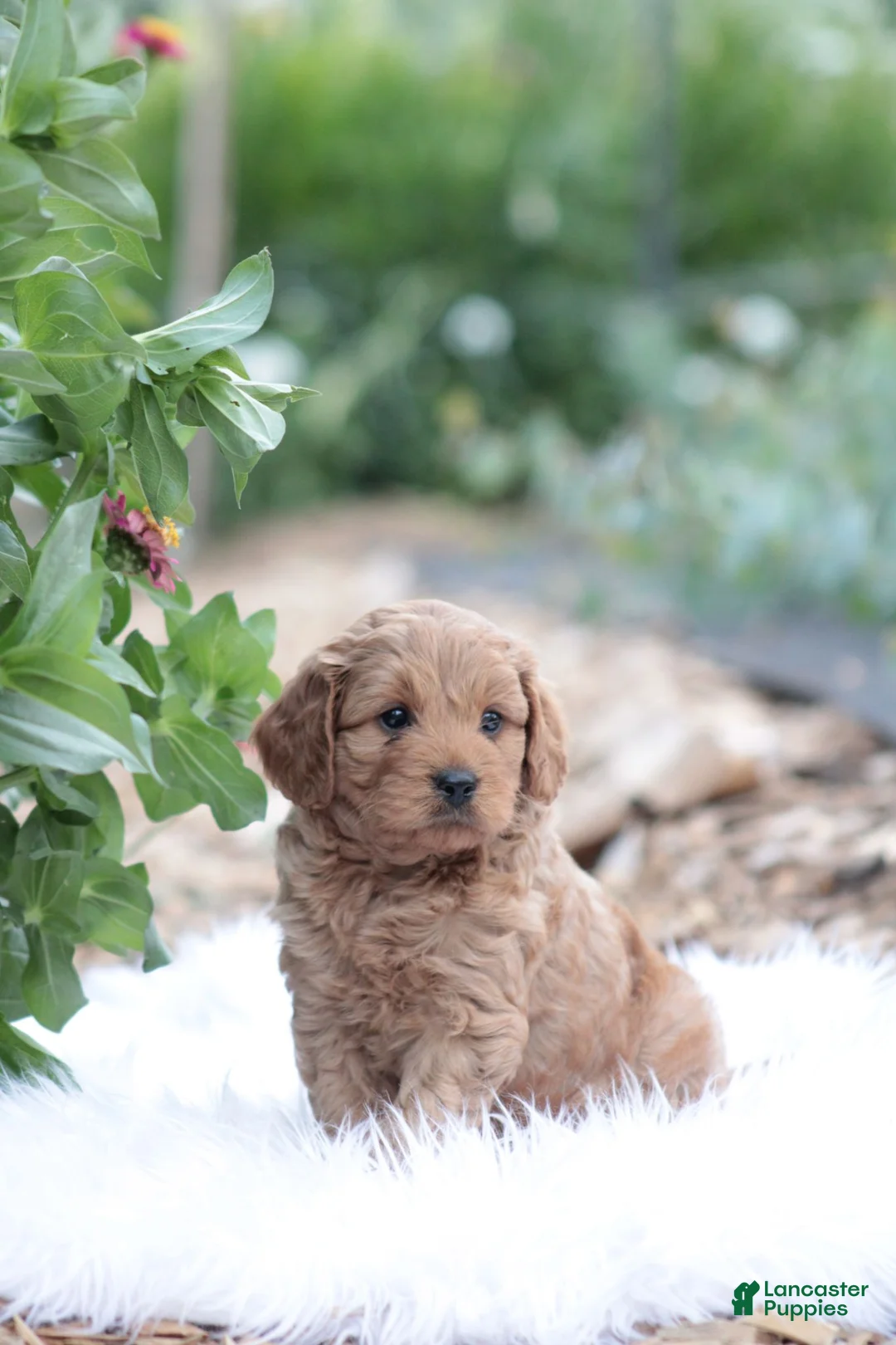 Cavapoo dogs for sale: Caramel  - Ad 2