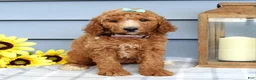 Standard Poodle dogs for sale: Millie - Ad 6