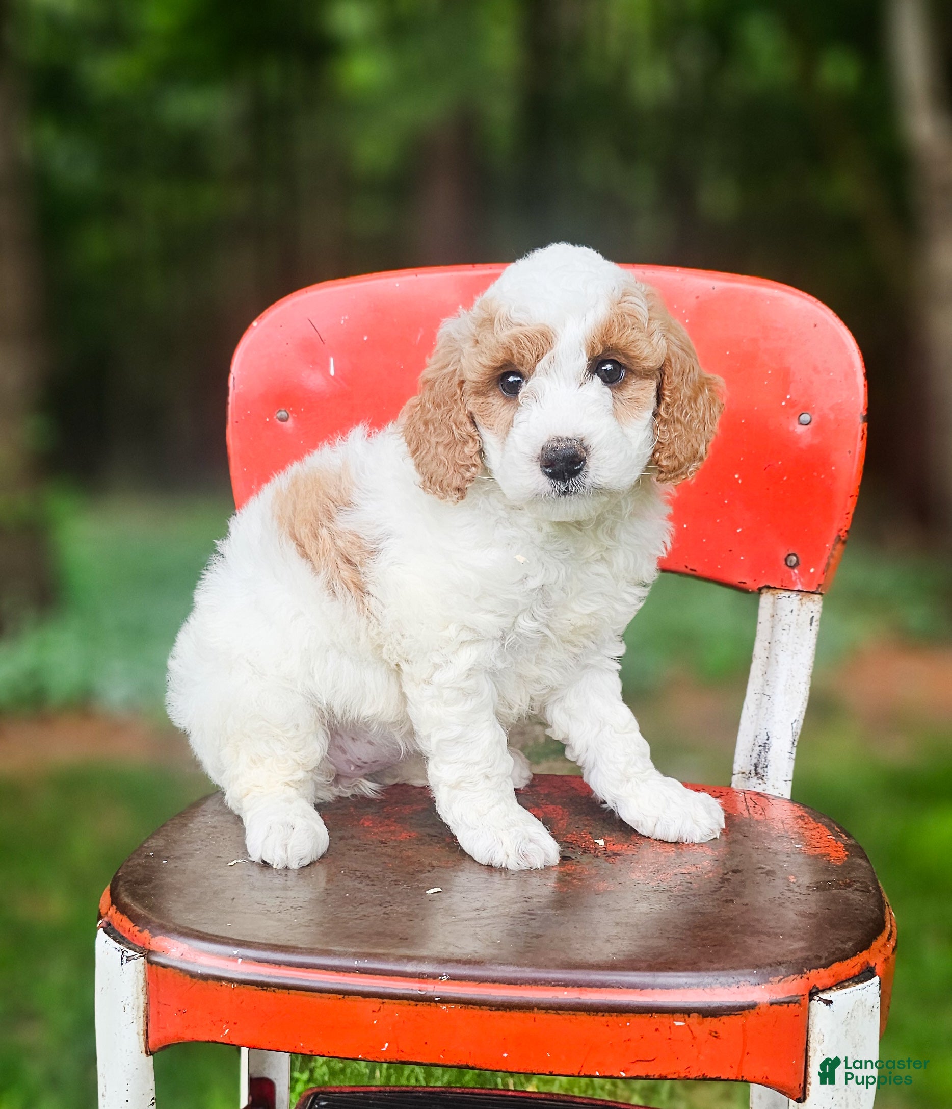 Mini Goldendoodle dogs Lily - Ad 1