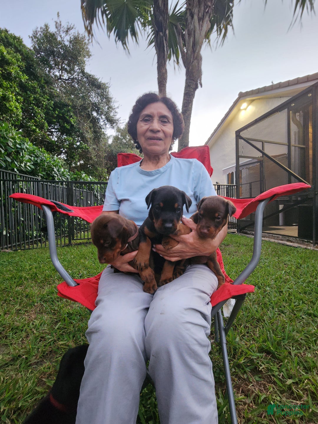 Doberman Pinscher dogs for sale: Black Female - Ad 6