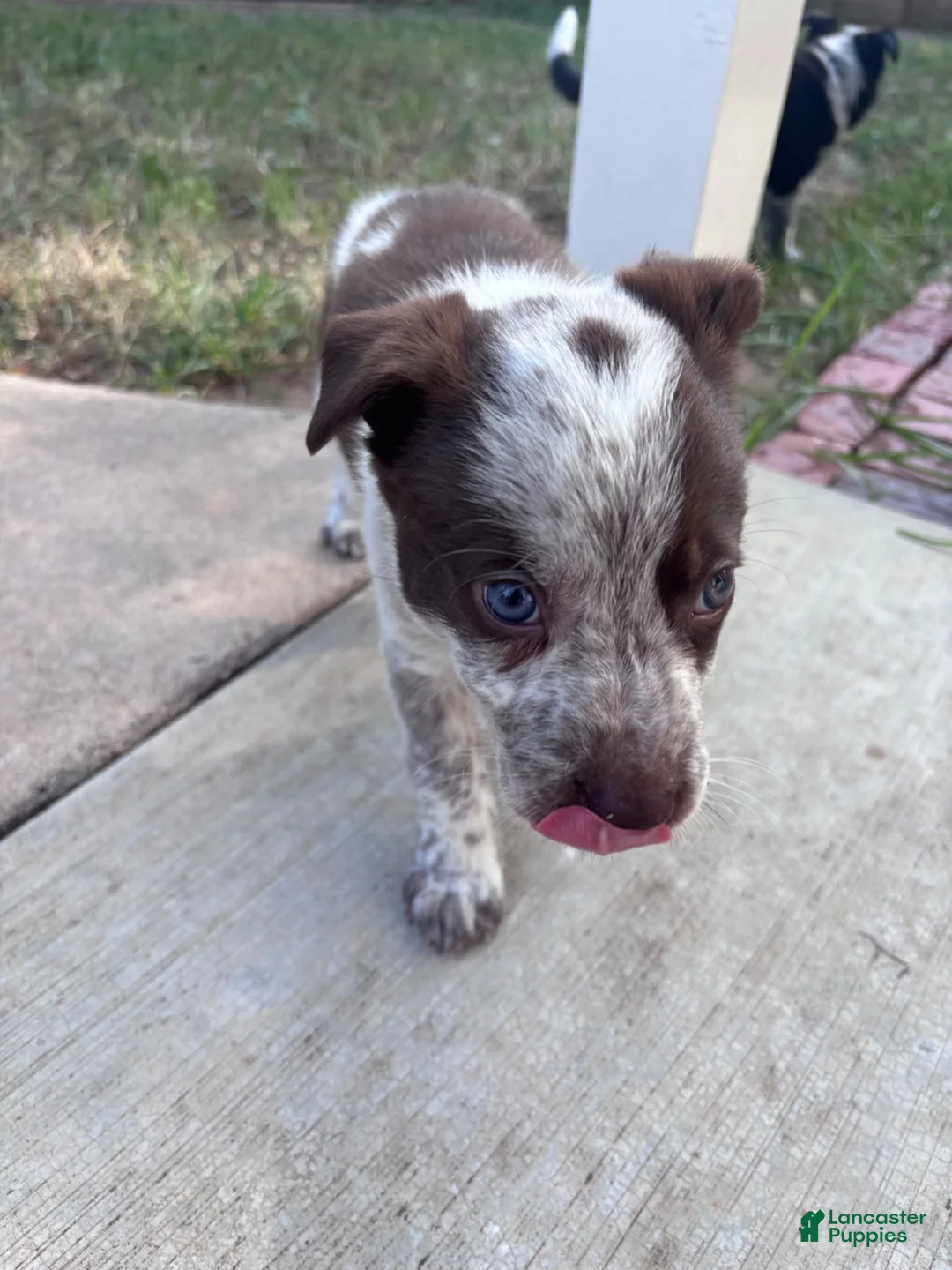 Mixed Breed dogs for sale: Blue Collar - Ad 2