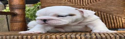 English Bulldog dogs for sale: Boba - Ad 7