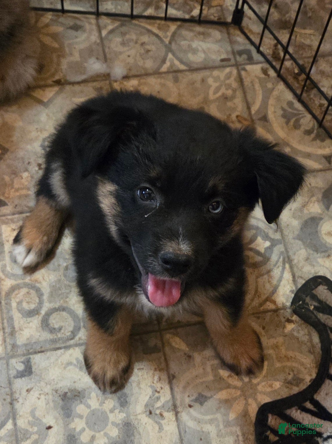 Australian Shepherd dogs Ryder - Ad 7