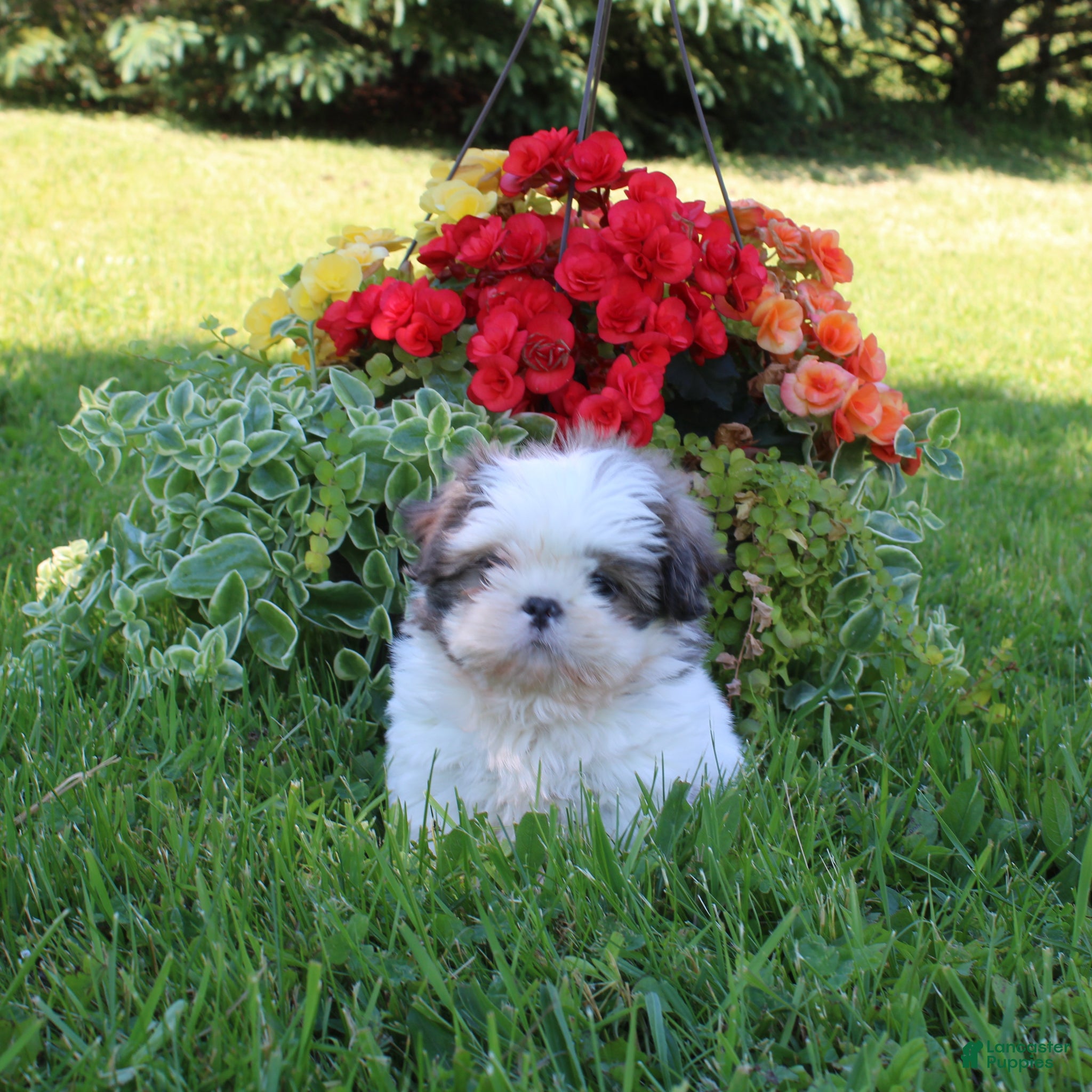 Shih Tzu dogs for sale: Cindy - Ad 1