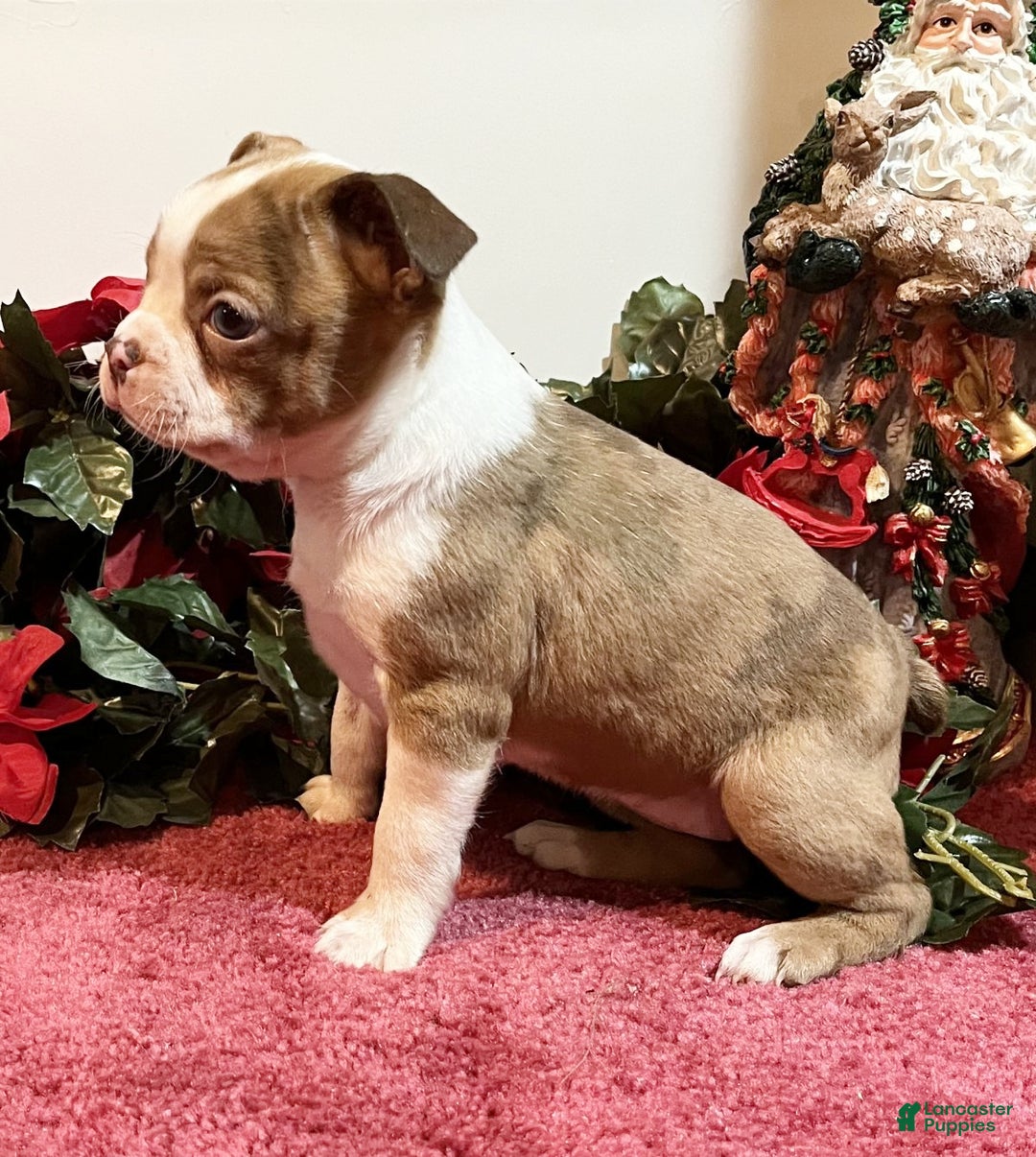 Boston Terrier dogs for sale: Lady - Ad 2
