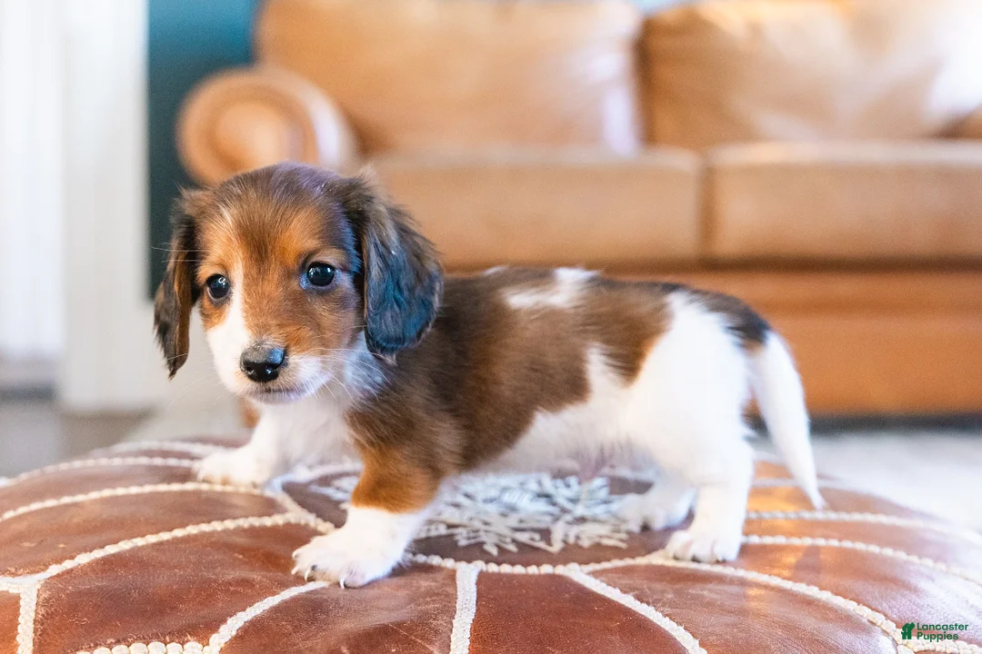 Miniature Dachshund dogs for sale: Sir Wigglebottom - Ad 5