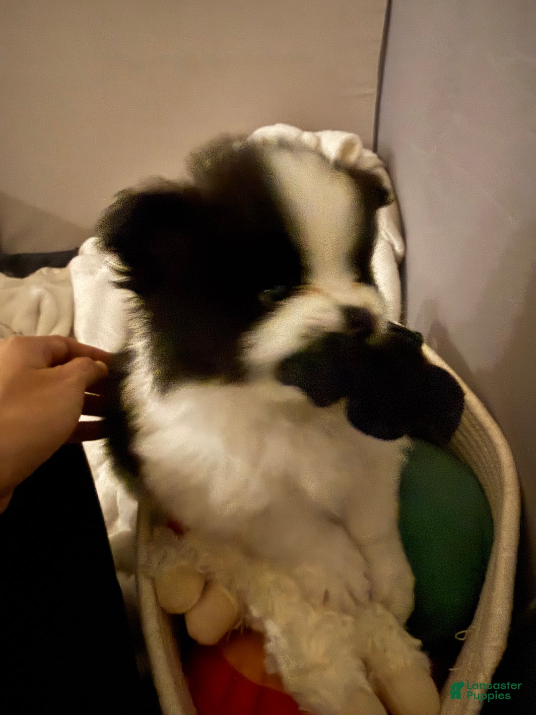 Pomeranian dogs for sale: Pomeranian Puppy 3 - Ad 2