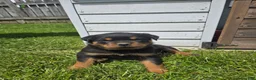 Rottweiler dogs for sale: Buck - Ad 4