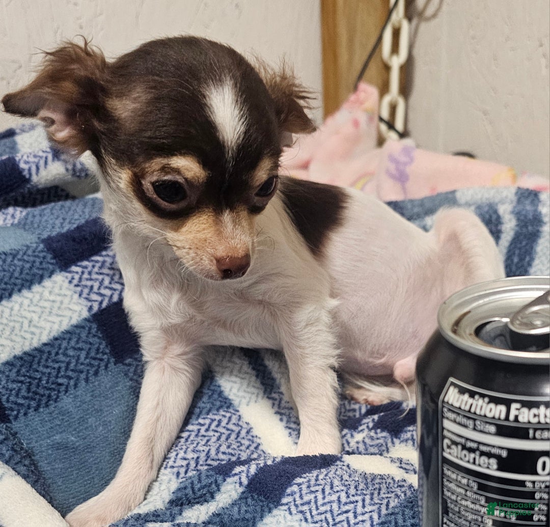 Chihuahua dogs for sale: Petey - Ad 1