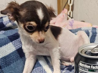 Chihuahua dogs Petey - Ad 32