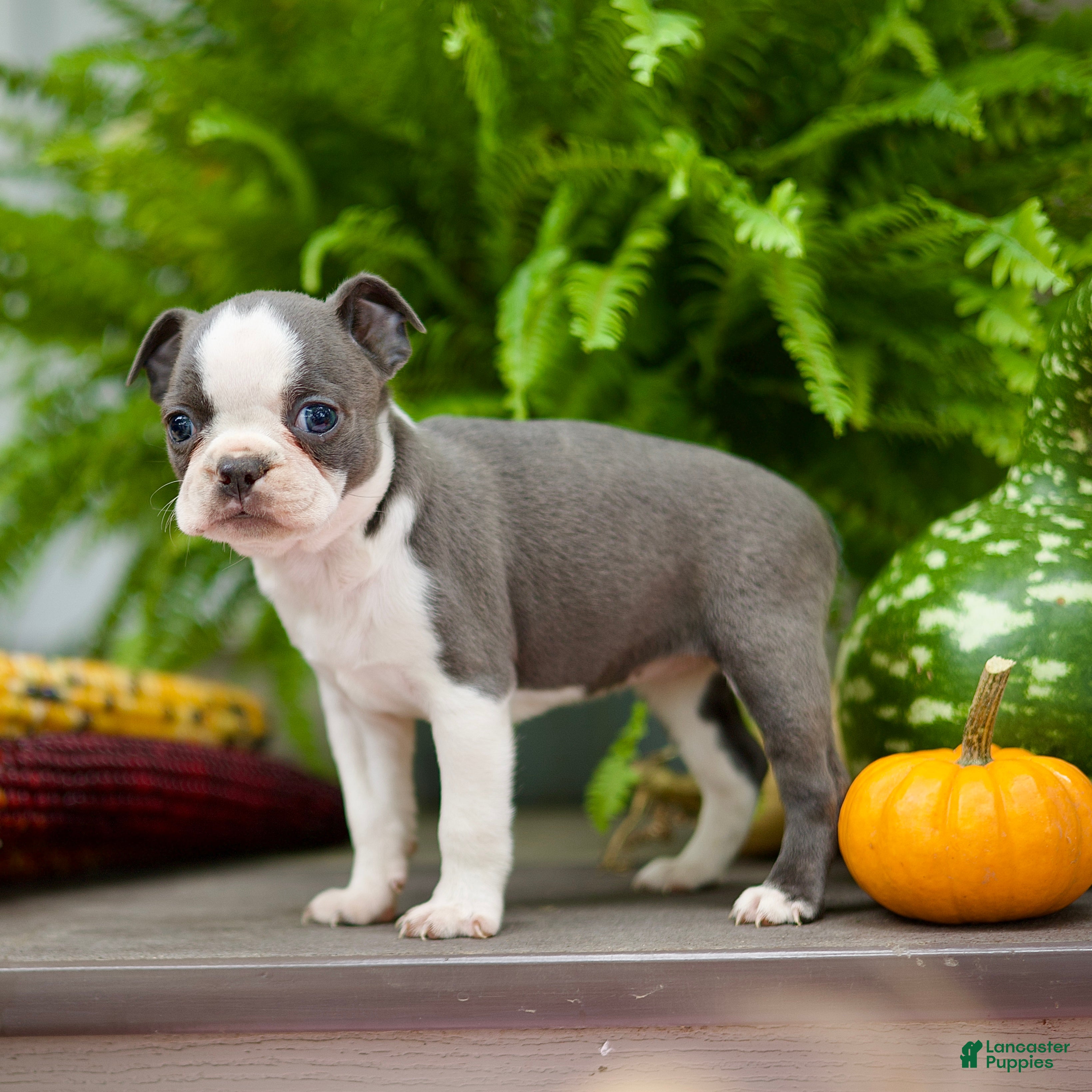 Boston Terrier dogs for sale: Reba - Ad 1