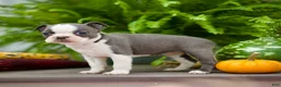 Boston Terrier dogs for sale: Reba - Ad 3