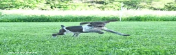 German Shorthaired Pointer dogs for sale: Gracie - Ad 4