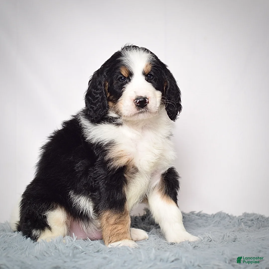 Bernedoodle dogs for sale: Mr. Vincent - Ad 6