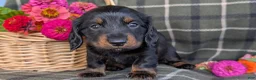 Dachshund dogs for sale: Travis  - Ad 3
