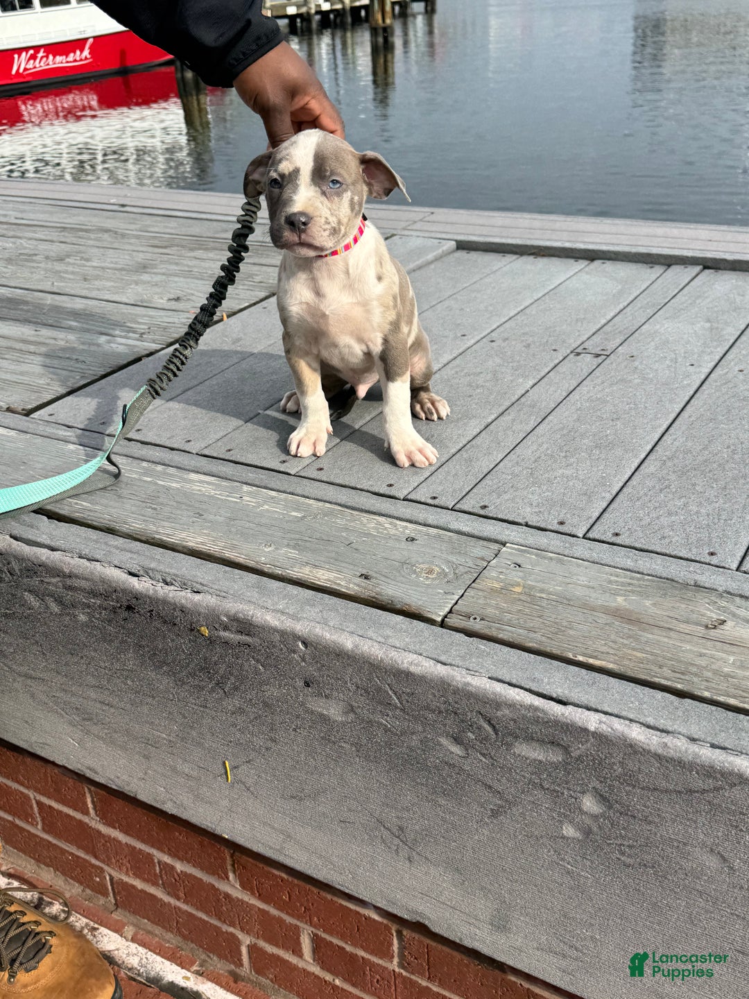 American Bully dogs for sale: Greyjoy  - Ad 5