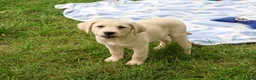 Labrador Retriever dogs for sale: Randy - Ad 4