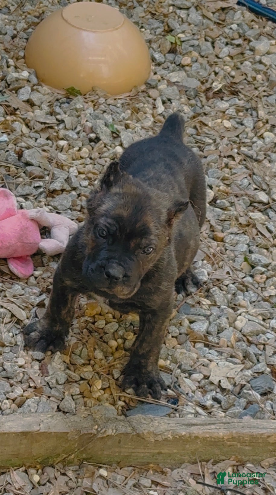 Cane Corso dogs Cane Corso Bear - Ad 23