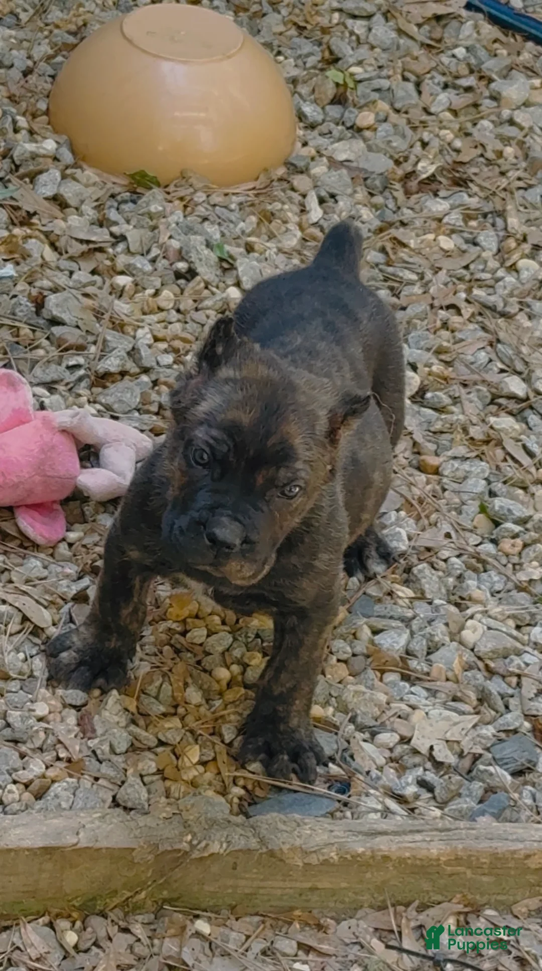 Cane Corso dogs for sale: Cane Corso Bear - Ad 1