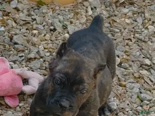 Cane Corso dogs Cane Corso Bear - Ad 40