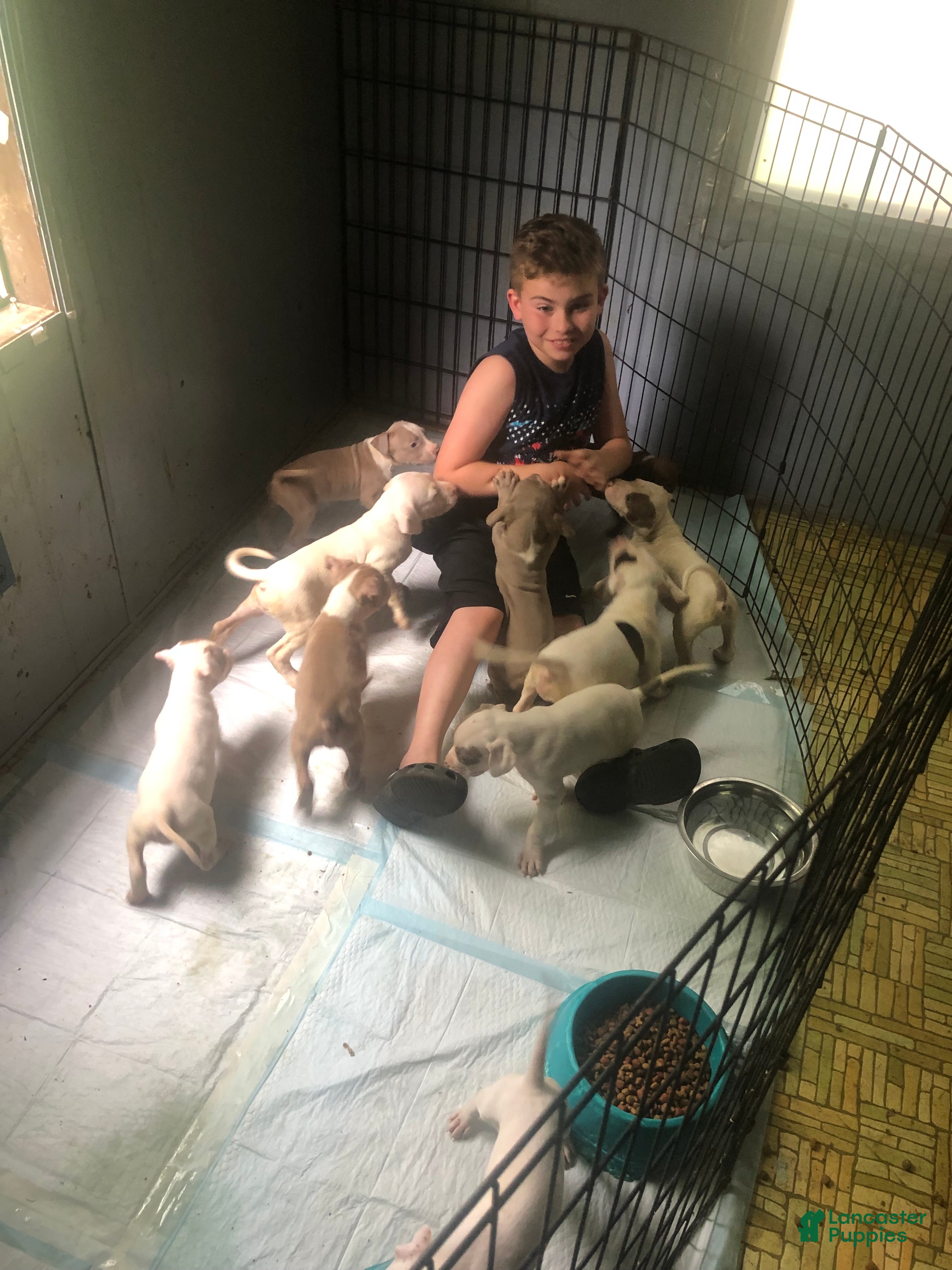 Mixed Breed dogs Mixed Breed Puppy 2 - Ad 12