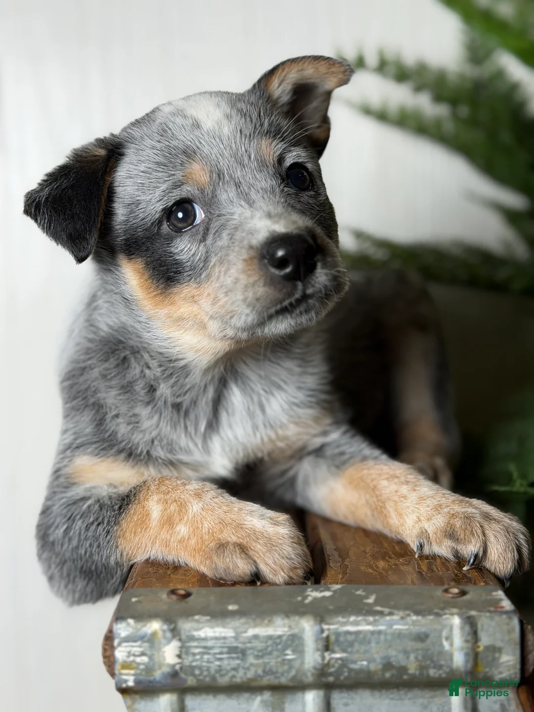 Australian Cattle Dog dogs for sale: Australian Cattle Dog Puppy 6 - Ad 2