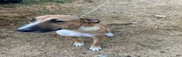 Mixed Breed dogs for sale: Patootsy  - Ad 2