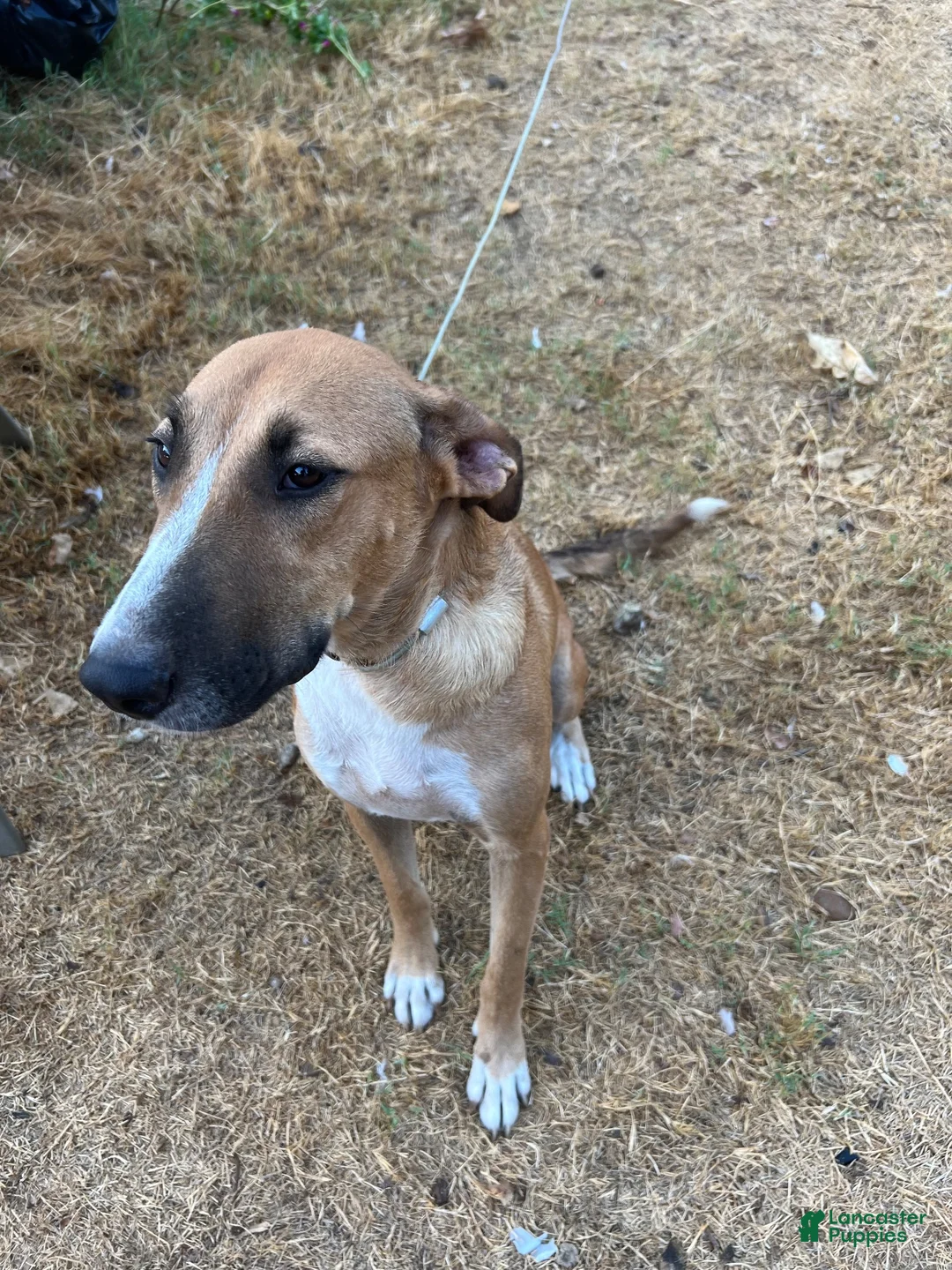 Mixed Breed dogs for sale: Patootsy  - Ad 2