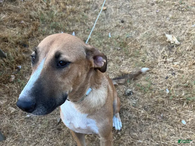 Mixed Breed dogs Chewbacca - Ad 2