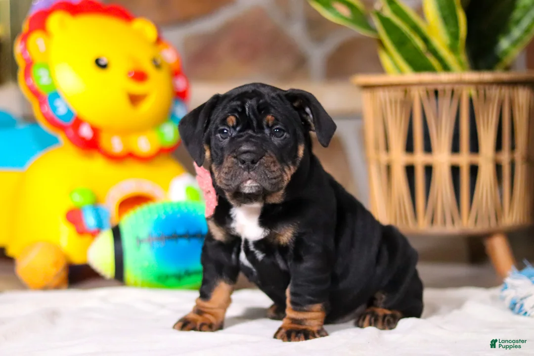 Beabull dogs for sale: Sally - Ad 9