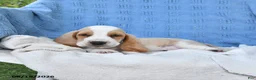 Basset Hound dogs for sale: Clem  - Ad 5