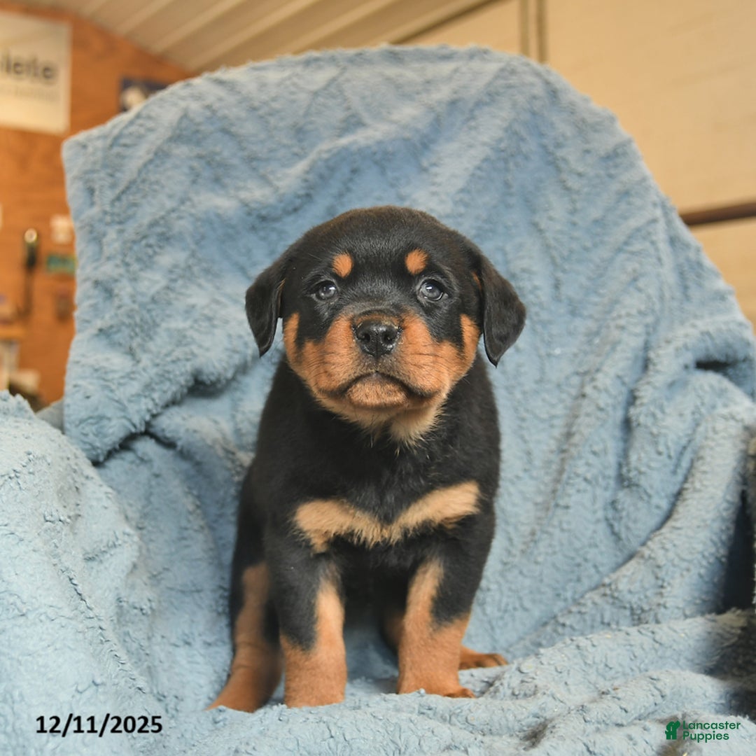 Rottweiler dogs for sale: Roger  - Ad 5