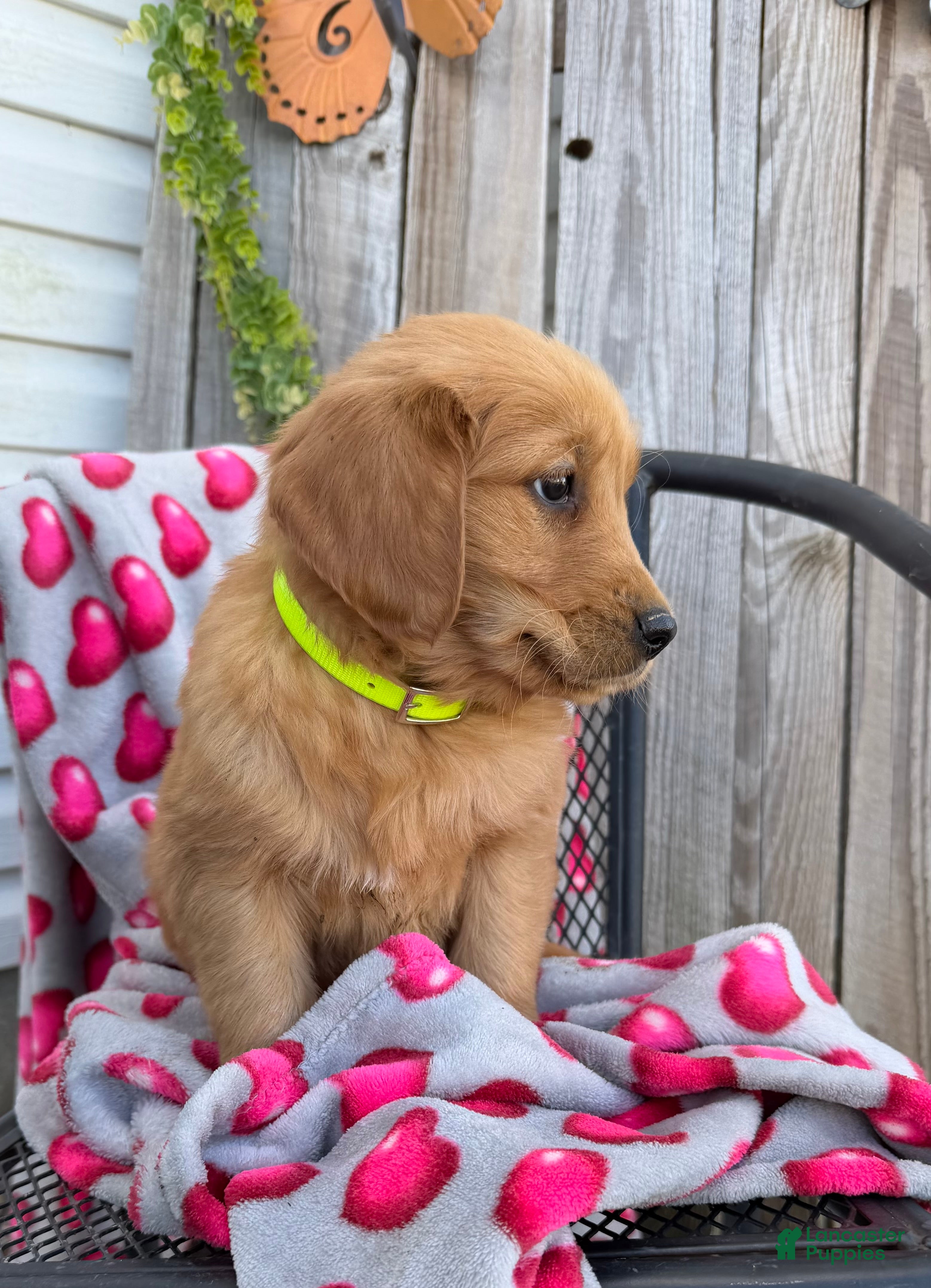 Golden Retriever dogs Abby - Ad 2